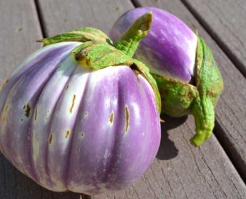 Rosa Bianca Eggplant