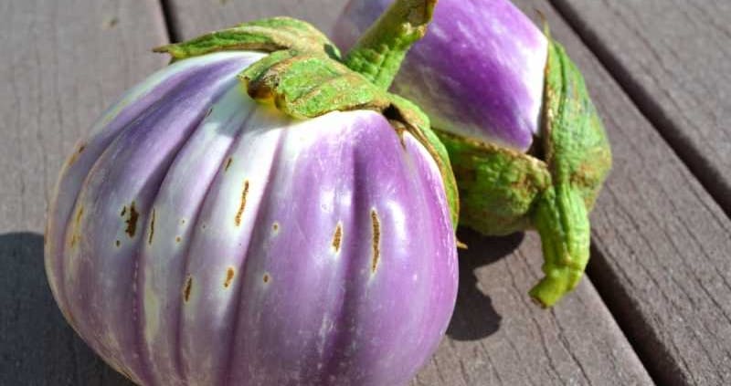 Rosa Bianca Eggplant