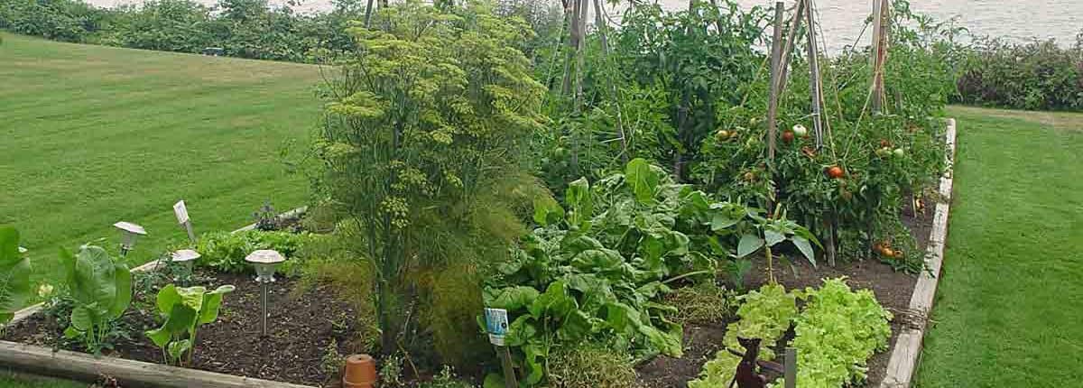 A garden with many plants and trees