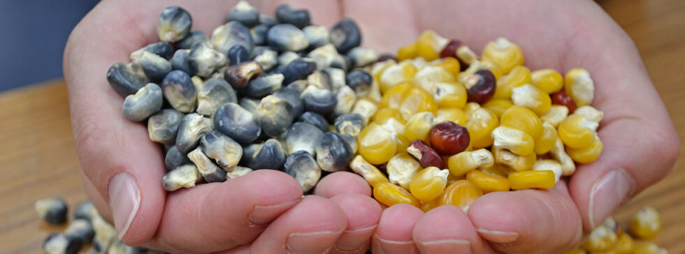 Heirloom Seed Corn