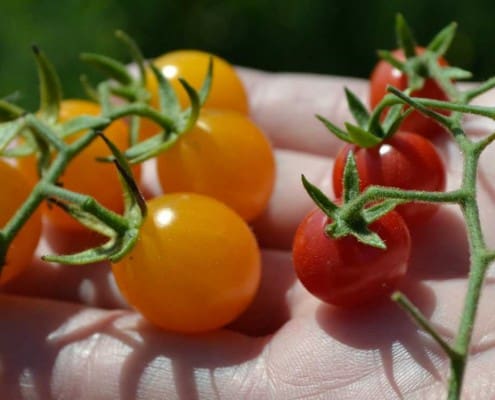 Sara's and Wild Galapagos Tomatoes Grown From Heirloom Seeds