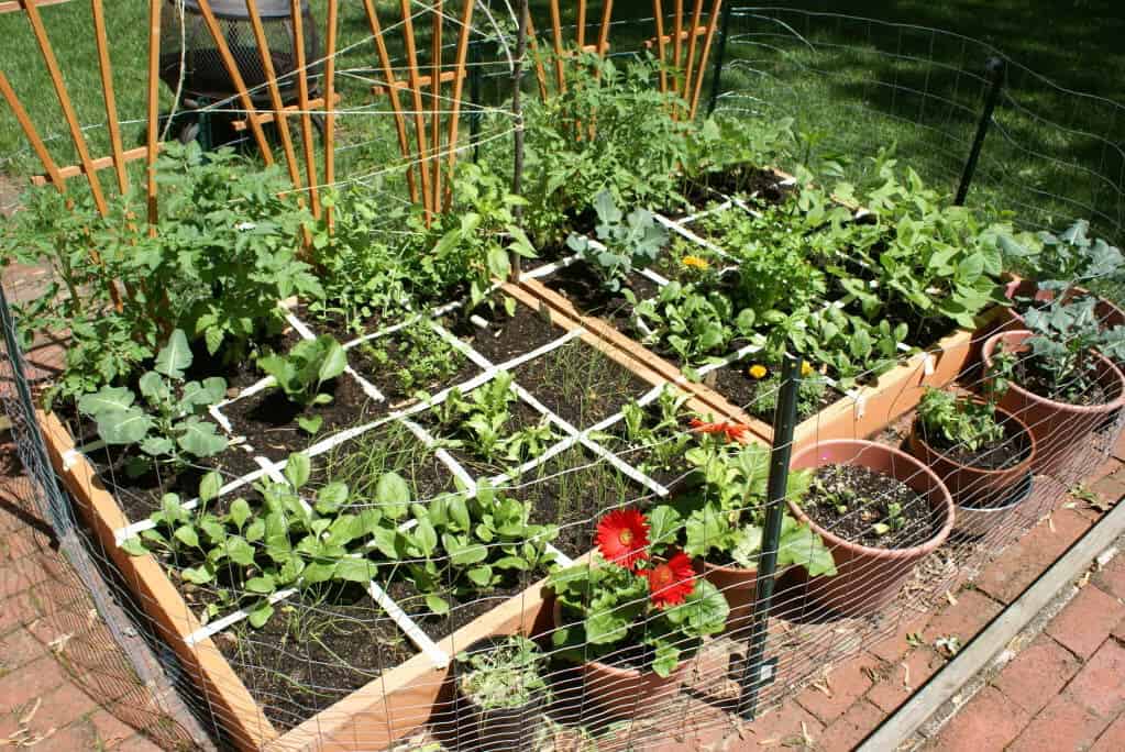 Square Foot Heirloom Vegetable Garden