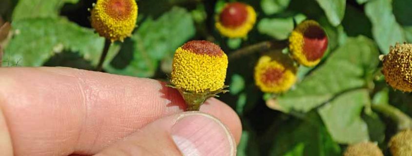 A person holding onto some flowers in their hand