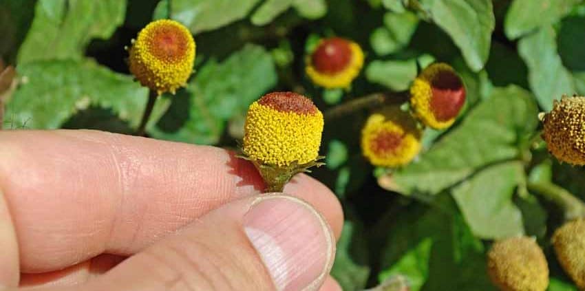 A person holding onto some flowers in their hand