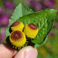 Szechuan Buttons in hand