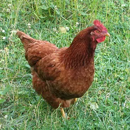 Spring Chicken A plant growing in the dirt on a sunny day.