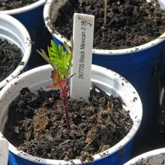 Tomato Seedling