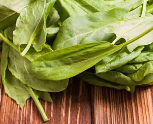Sorrel Leaves