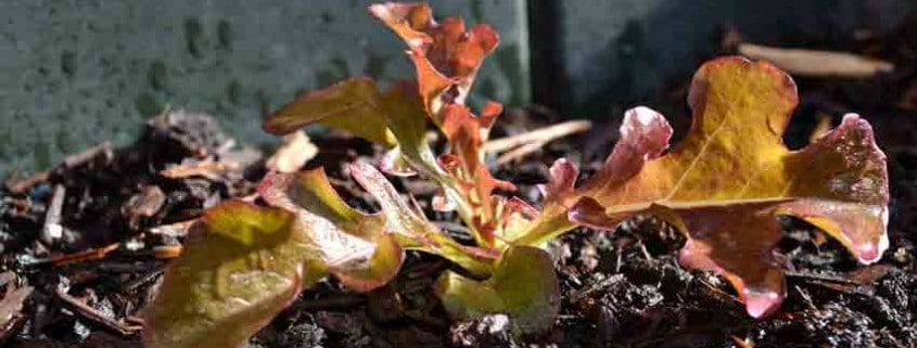 Spring Leaf Lettuce