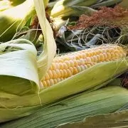 A close up of an ear of corn on the cob.