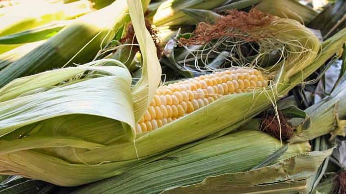 A close up of an ear of corn on the cob.