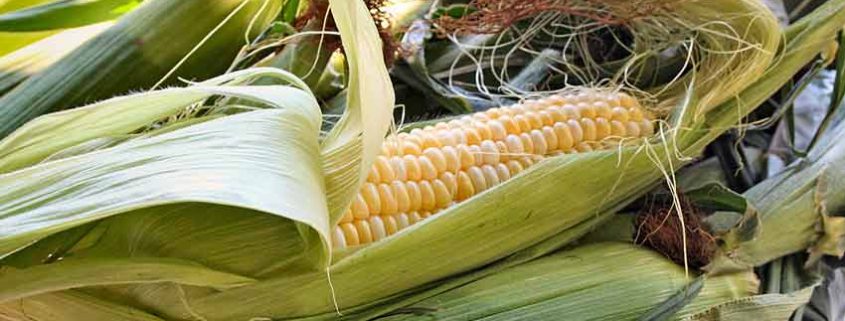 A close up of an ear of corn on the cob.