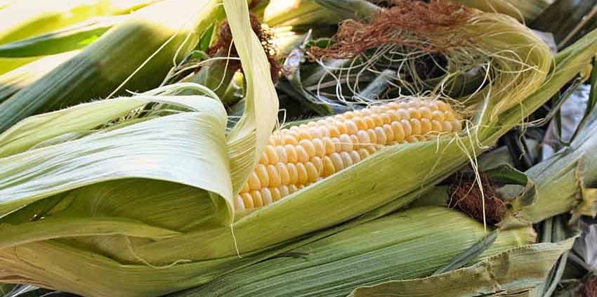 A close up of an ear of corn on the cob.