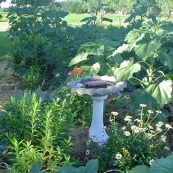 A plant growing in the dirt on a sunny day.