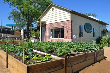 The Native Garden