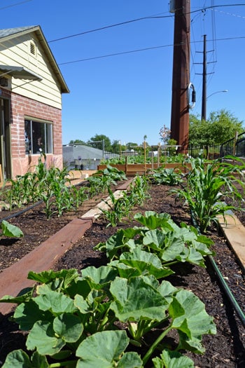 Raised Bed Squash