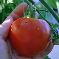 Picking Heirloom Tomatoes