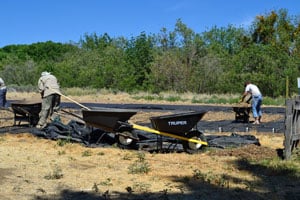 Spreading Mulch for Milkweed plugs