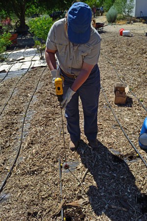 Drilling Holes for Milkweed Plugs