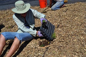 Planting Milkweed Plugs