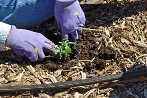 A plant growing in the dirt on a sunny day.