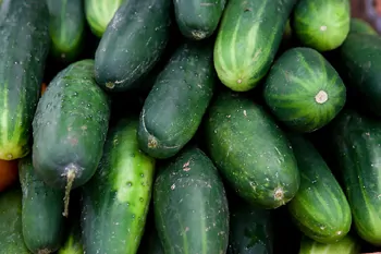 Fresh Cucumbers