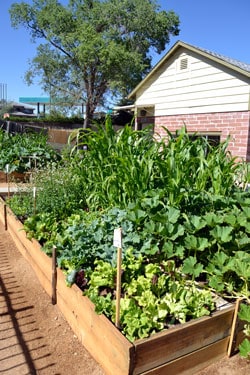 Urban Garden