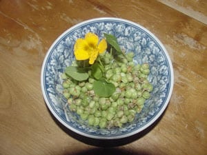 Nasturtium Pods