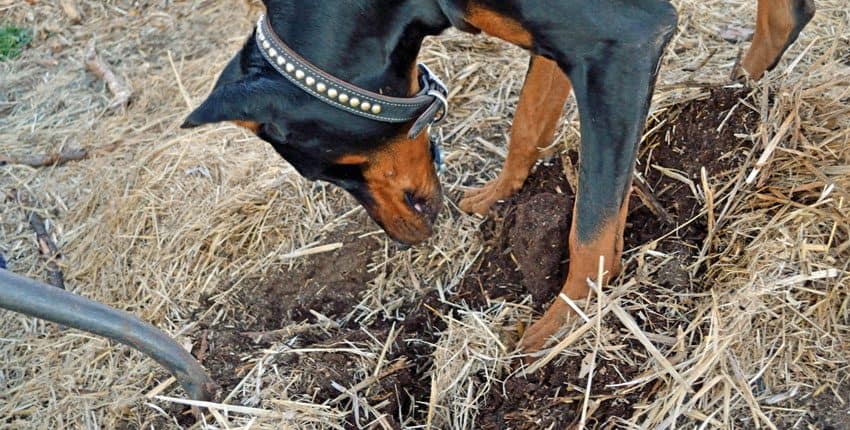 A dog is sniffing the ground in a field.