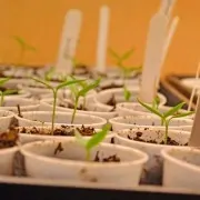 Heirloom Tomato Seedlings