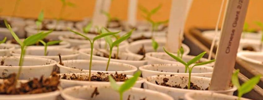 Heirloom Tomato Seedlings