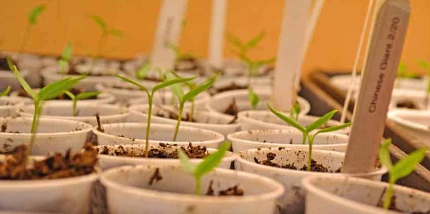 Heirloom Tomato Seedlings