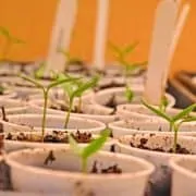 A close up of many small plants in pots