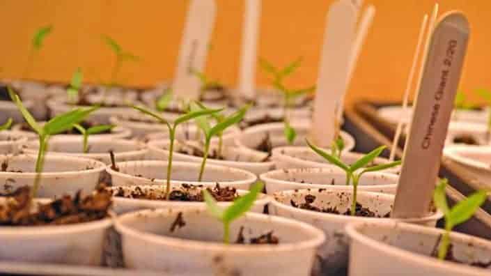 A close up of many small plants in pots