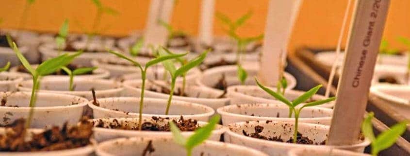 A close up of many small plants in pots