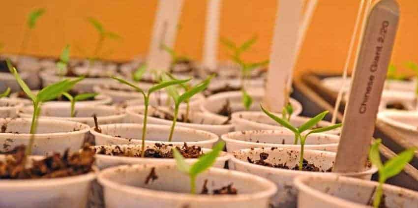 A close up of many small plants in pots