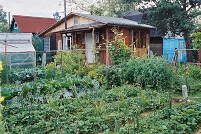 Dacha Garden