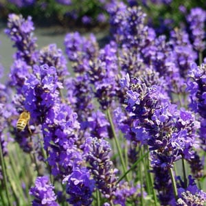 Lavender with Bee