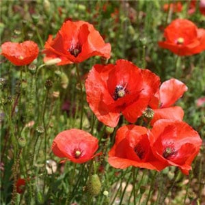 Blue Seed Opium Poppy