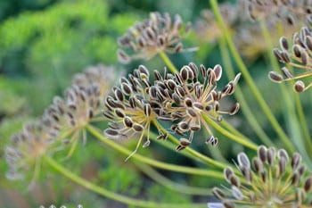 Mature Dill Seeds