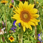Spring Wildflowers