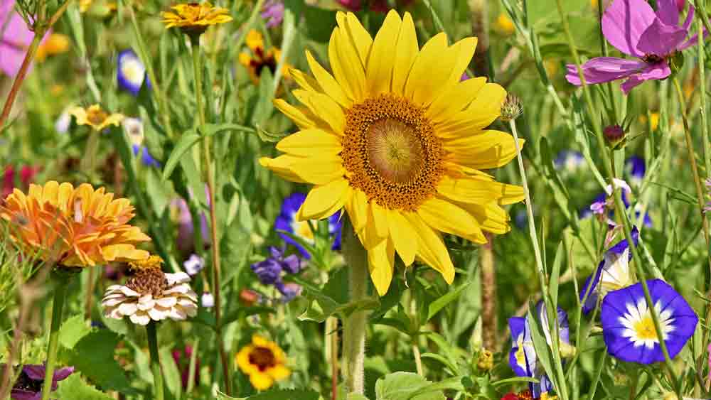 A sunflower is shown in the middle of a field.