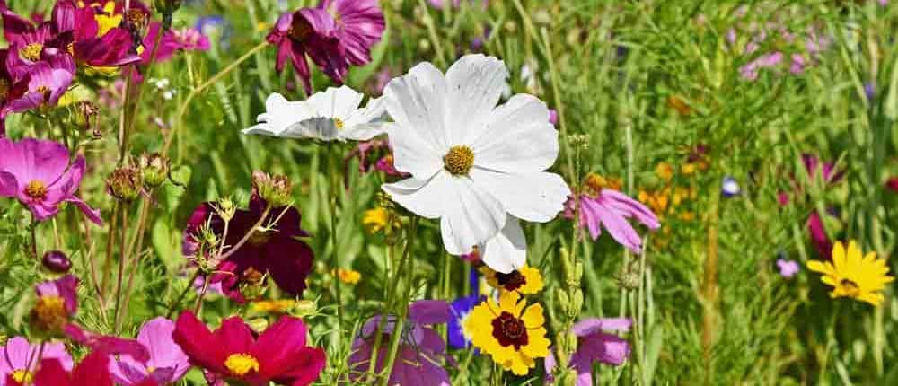 Spring flowers in a field.