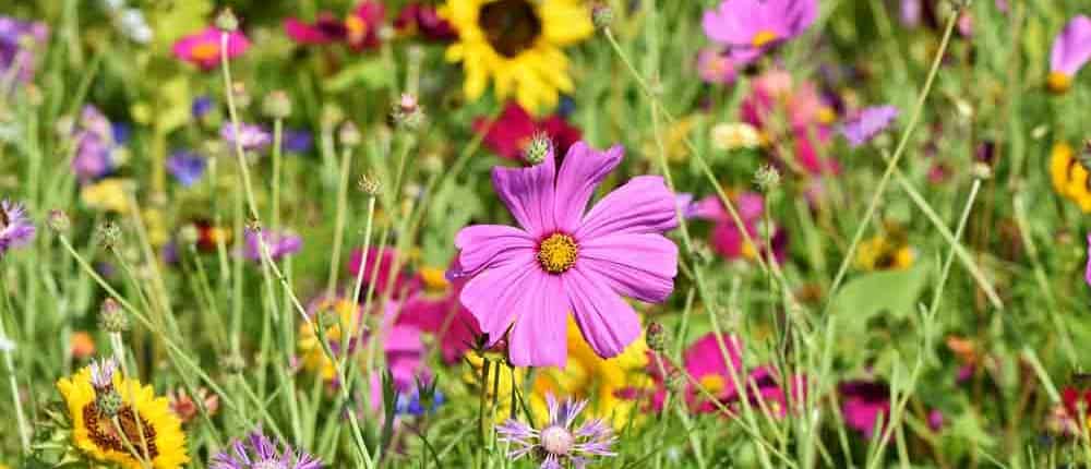 A field of spring flowers with purple and yellow blossoms.