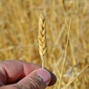 A person holding up a stalk of wheat.