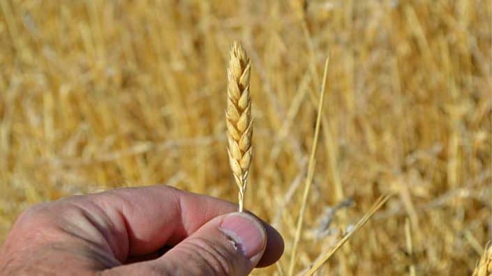 A person holding up a stalk of wheat.