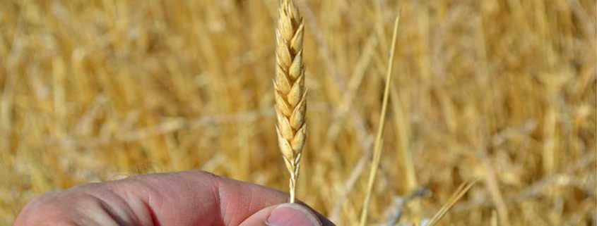 A person holding up a stalk of wheat.