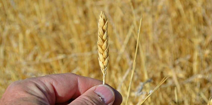 A person holding up a stalk of wheat.