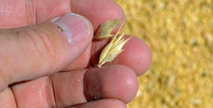 A person holding a small plant in their hand.