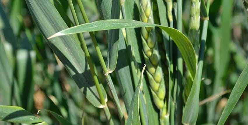 A close up of some green grass